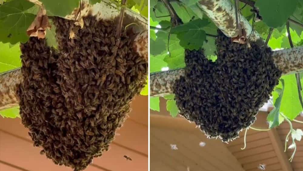 تصویر 1 از عسل کوهی پیری ارگانیک مناسب برای مصرف روزانه خانواده ها
